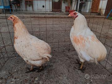 Coppie araucana senza baffi