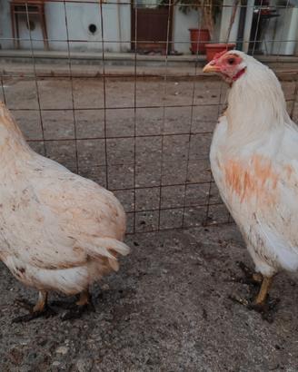 Coppie araucana senza baffi