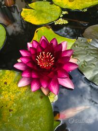 ninfea fucsia 