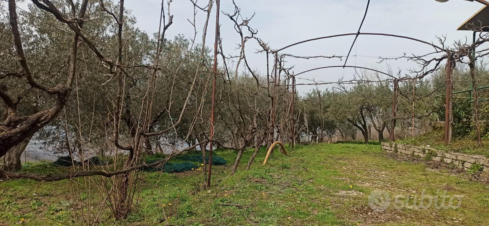 Uliveto e vigneto con locale deposito abitabile - Vista 4