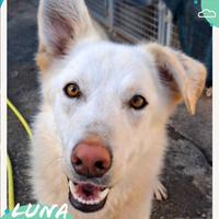 Luna: cucciola dolce e socievole