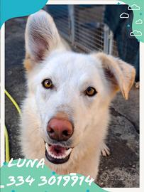 Luna: cucciola dolce e socievole