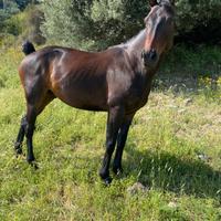 Cavallo castrone di 9 anni