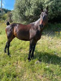 Cavallo castrone di 9 anni