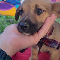 Cuccioli maschi e femmine taglia contenuta