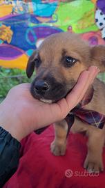 Cuccioli maschi e femmine taglia contenuta
