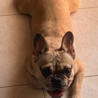 Bulldog francese