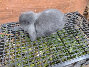 Coniglio ariete nano