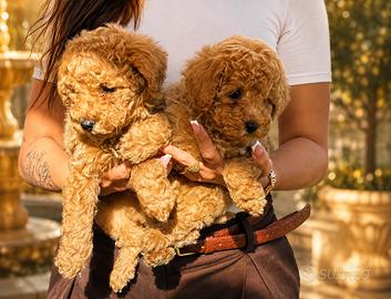 Barboncino Toy