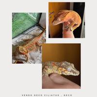 Rettili drago barbuto e gechi