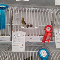 Ibrido cardellino per canarina