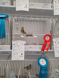 Ibrido cardellino per canarina