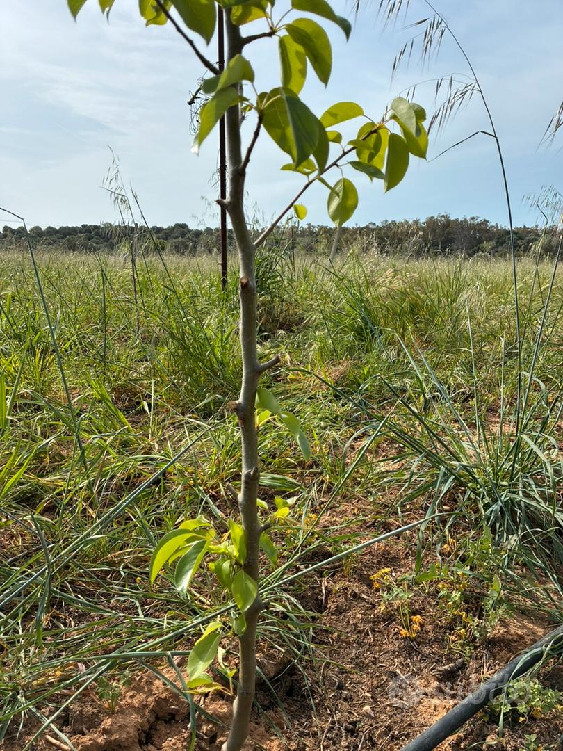 Terreno agricolo - Vista 3