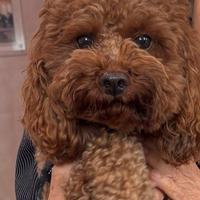 Barboncino Red per monta