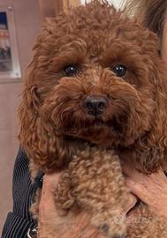 Barboncino Red per monta