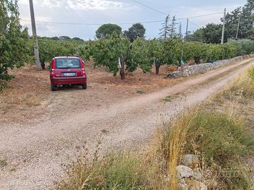 Terreno coltivato a ciliegeto e oliveto i