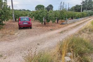 Terreno coltivato a ciliegeto e oliveto i