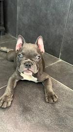Cuccioli bulldog francese allevamento