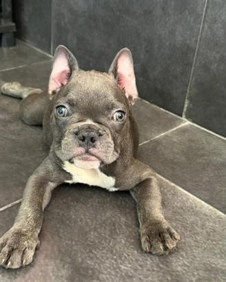 Cuccioli bulldog francese allevamento
