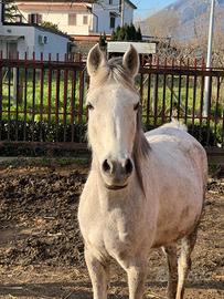 Cavalla araba con puledra