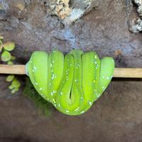 2 X Morelia viridis Biak + Aru