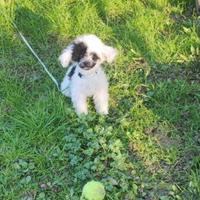 Meraviglioso Barboncino teacup