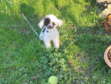 Meraviglioso Barboncino teacup