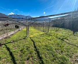 Terreno agricolo uliveto vigneto e bosco