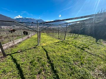 Terreno agricolo uliveto vigneto e bosco