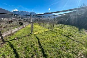 Terreno agricolo uliveto vigneto e bosco