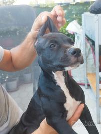Pitbull