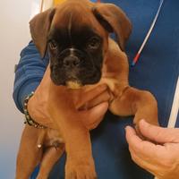 Boxer fulvi con pedigree
