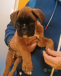 Boxer fulvi con pedigree