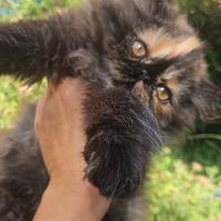 Cucciole gatto persiano