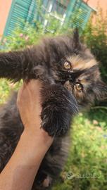 Cucciole gatto persiano