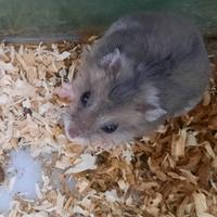 Criceti russi con possibile gabbia