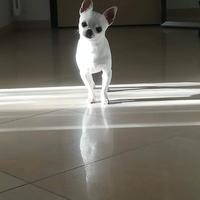 Rio Chihuahua Pelo Corto