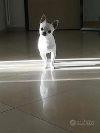 Rio Chihuahua Pelo Corto