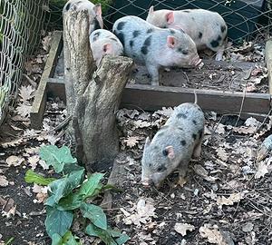 Maialini nani juliana