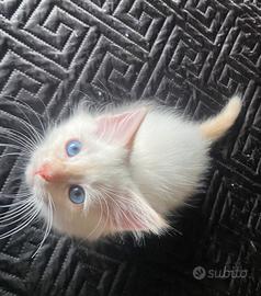 Cucciolo Gatto Siberiano 2 mesi