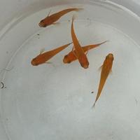 Vendita pesci Medaka