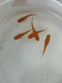 Vendita pesci Medaka