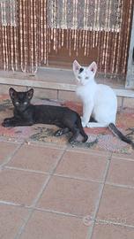 Gattini