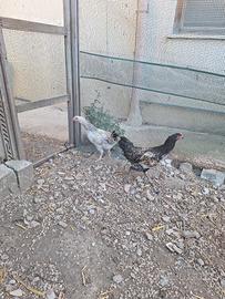 Galline