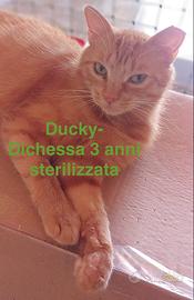 Gatti in carca di famiglia