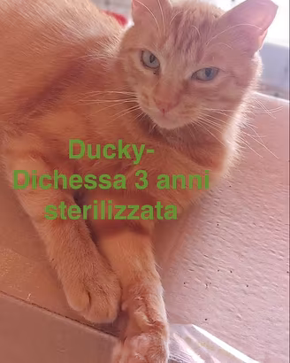 Gatti in carca di famiglia