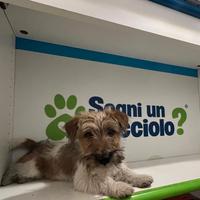 Jack Russel zampa corta disponibili