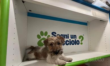 Jack Russel zampa corta disponibili