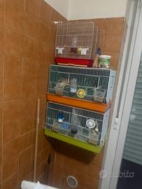 Canarini a un prezzo bassissimo