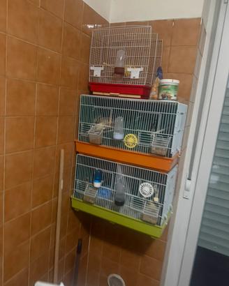 Canarini a un prezzo bassissimo